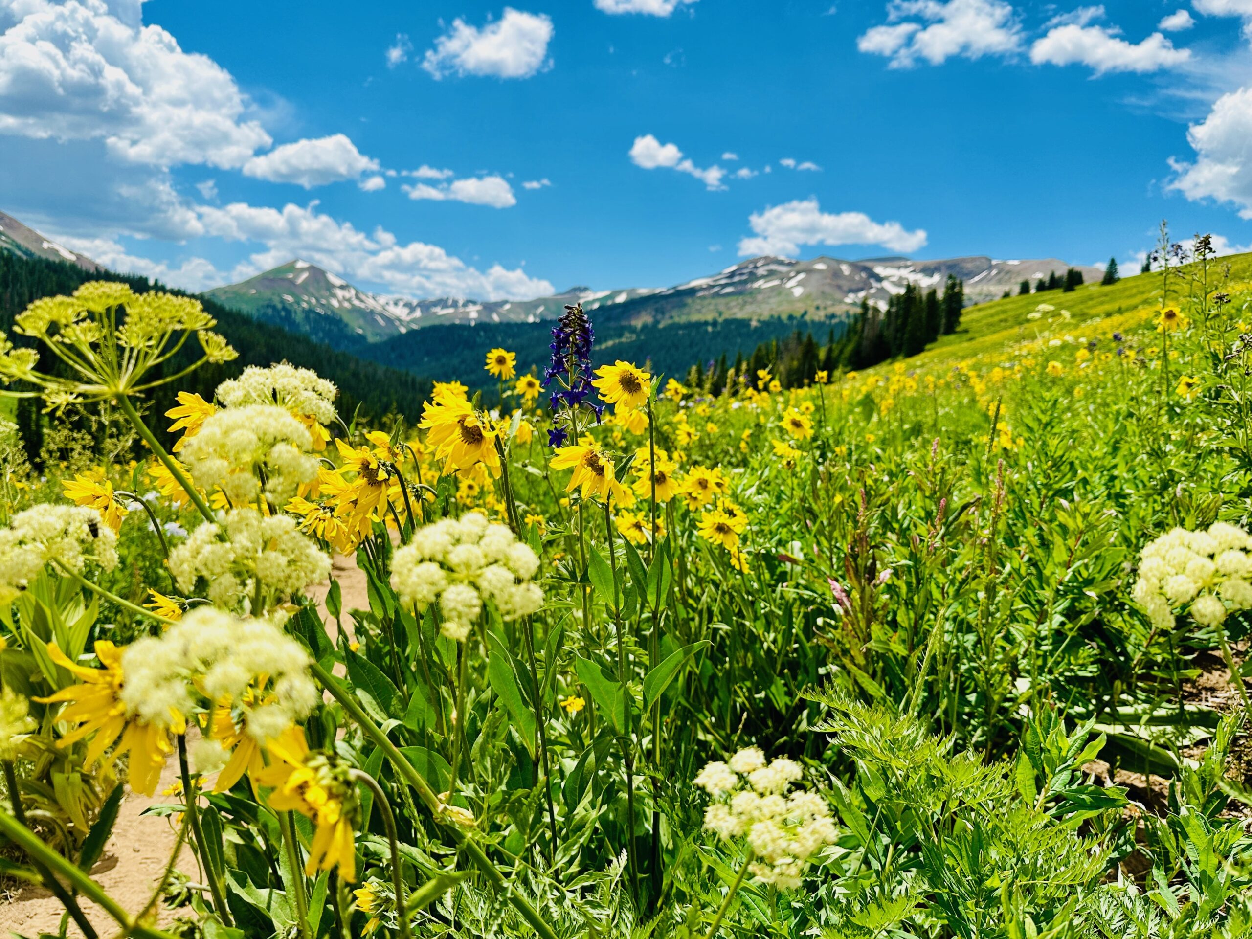 Colorado mountain scene
